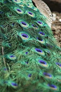 Peacock, đuôi, lông đuôi, con chim, sang trọng, lông, đầy màu sắc