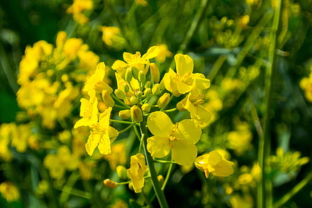 oilseed rape, field of rapeseeds, blossom, bloom, macro, close, yellow