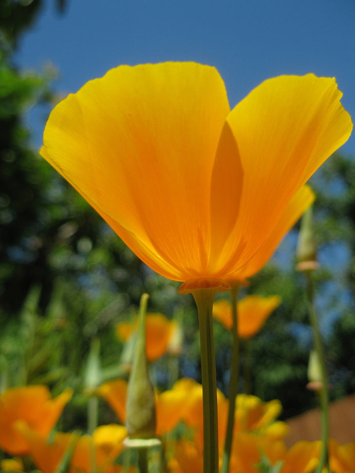 californiske poppy, oransje, Sommer, blomst, Poppy, Flora, anlegget