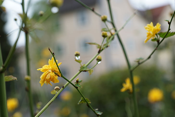 květ, žlutá, květ, Bloom, závod, Příroda