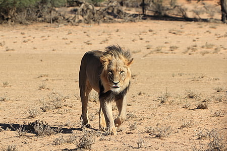León, desierto, Botswana, salvaje, depredador, Cazador de