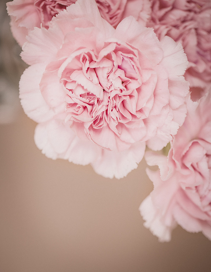 cloves, flower, pink, pink flowers, carnation pink, flowers, petals
