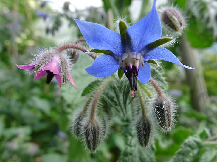 Borage, ketimun herb, borretschblüte, biru bunga, borago officinalis