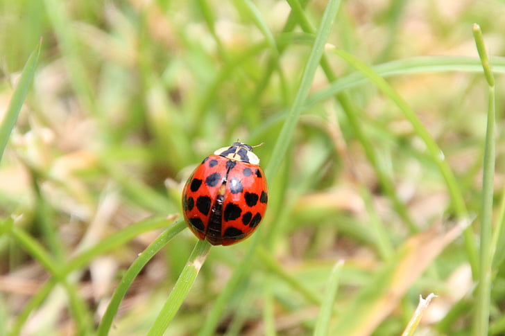 ladybug, grass, red, beetle