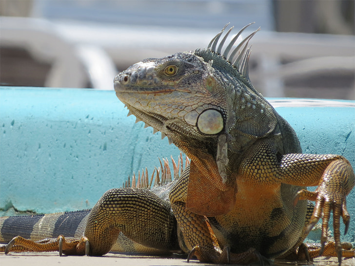 Iguana, Florida, võtmed