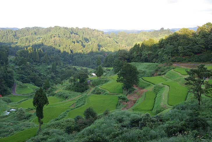 rice terraces, japan, green, nature, mountain, hill, landscape
