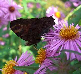 πεταλούδα, πεταλούδα παγώνι, κλειστά φτερά, herbstaster, λουλούδι, άνθος, άνθιση