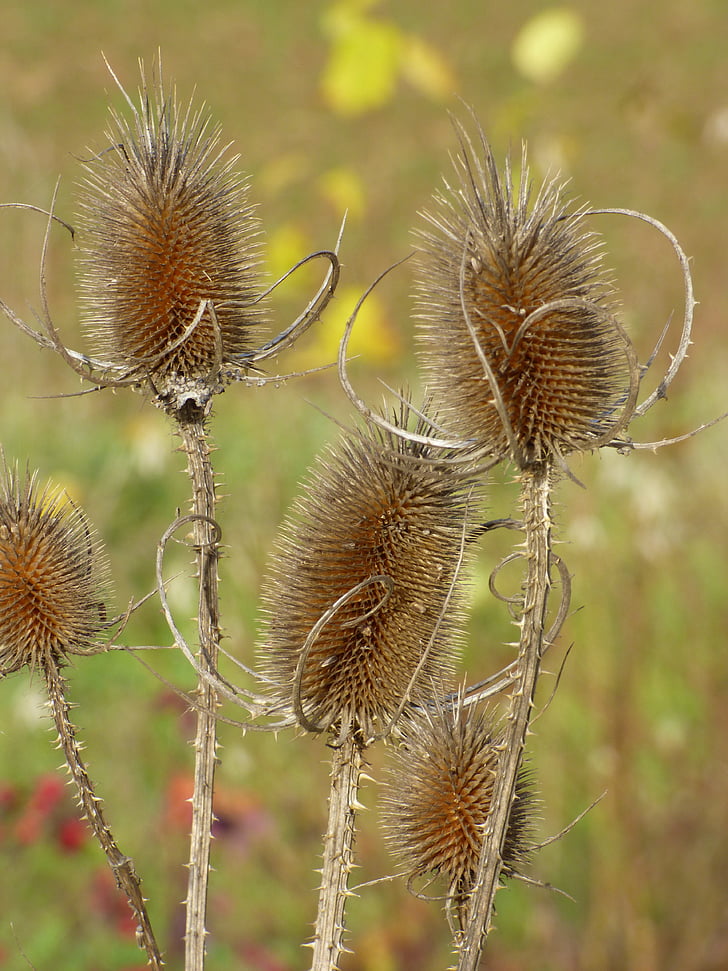 nature, thistles, close, spiny, prickly, flora