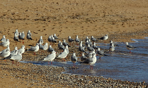 seagulls, beach, bird, feathers, sand, sea, nature