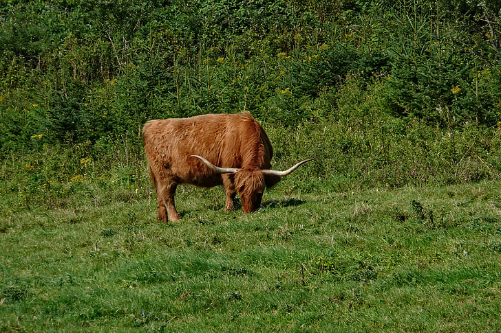 oxen, grazing, cattle, livestock, brown