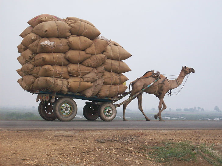 Camel, winkelwagen, logistiek, vervoer, vervoer, dier, natuur