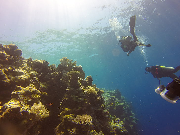 greben, ronjenje, Palau, more, vode, oceana, pod vodom