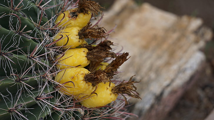 Cactus, ennemi si mignon, Tucson, jardin de cactus, nature, pour tous les types de peau, vert