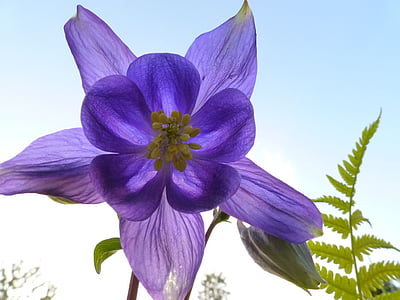 akelei, 花, 自然, 工場, 紫, 花びら, 頭花をつける