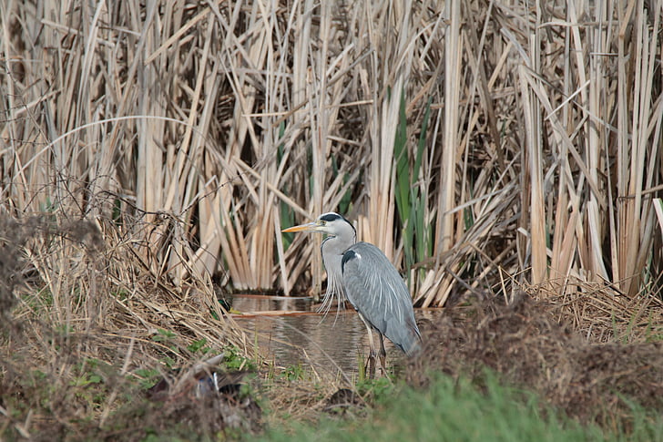 gray heron, bird, pond, swamp, nature