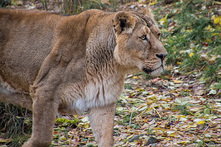 dişi aslan, Leo, hayvan, Savannah, Safari, vahşi, doğa