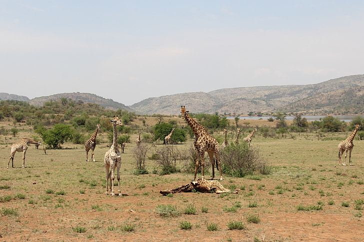 girafes, excitant, aventure, Safaris, Scenic, belle, intéressant
