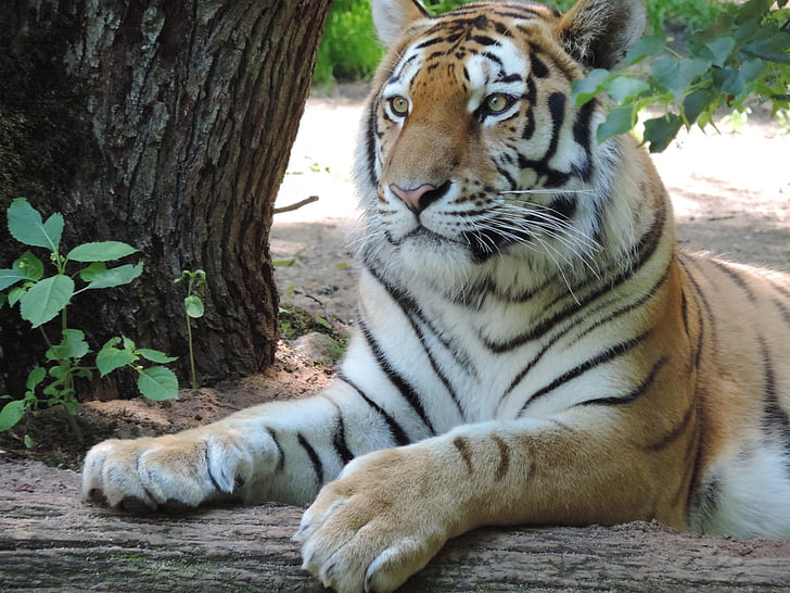 Tygrys, Kot, wielki kot, portret, ogród zoologiczny, drapieżnik, portret zwierząt