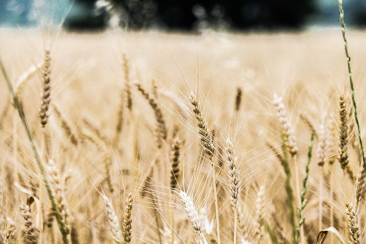 barley, close-up, crops, farm, farmland, field, rye