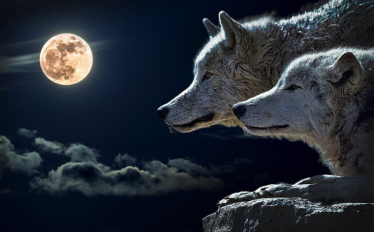 varg, vridmoment wolf, månen, molnet, Sky, naturen, fullmåne