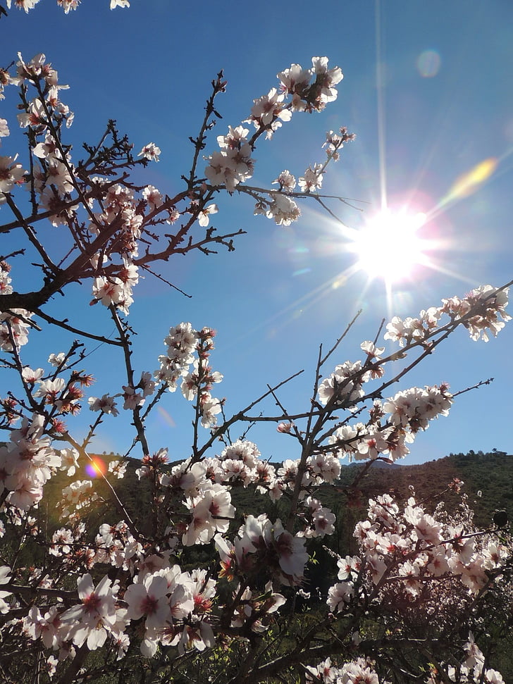 bernia, almond blossom, spring, tree, springtime, flower, nature