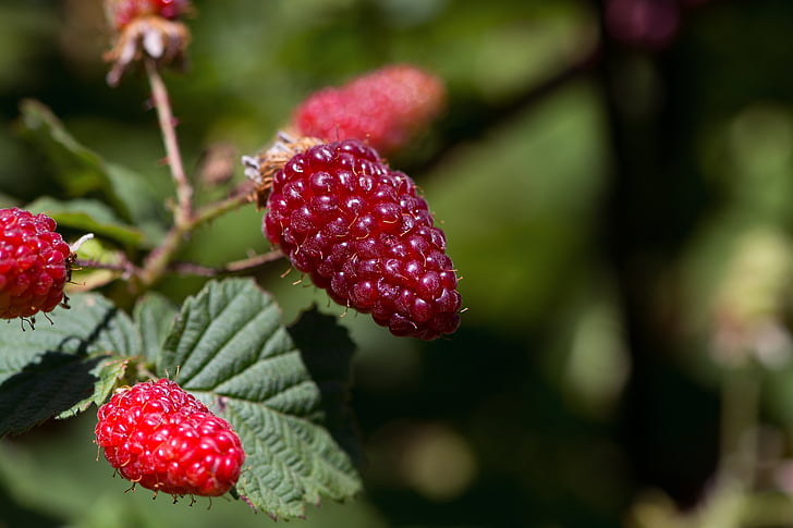 blackberries, berries, fruits, eat, bramble, plant, garden