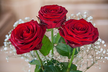 flowers, bouquet, roses, red, gift