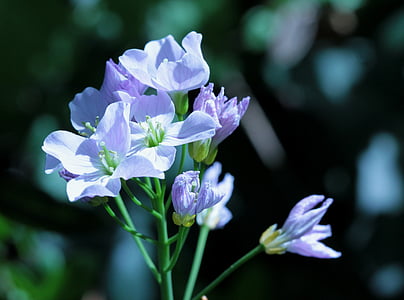 delantal, flor, hierba, violeta, flor, floración