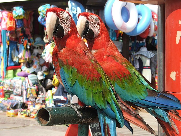 parrot, parrots, bird, birds, feathered race, animals, beak