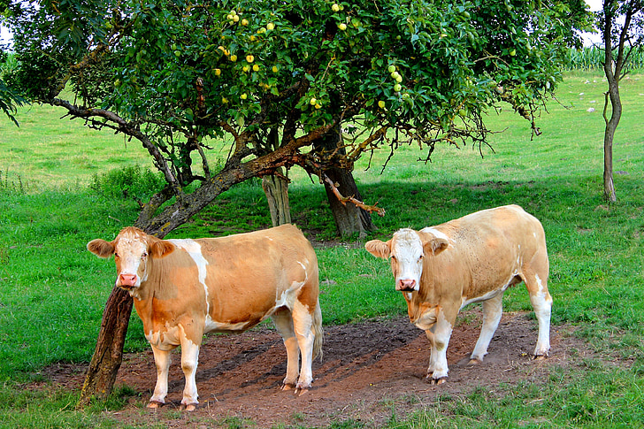 krave, goveda, pašnjak, Poljoprivreda, mliječnih krava, krajolik