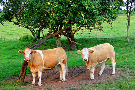 koeien, vee, grasland, landbouw, melkkoeien, landschap