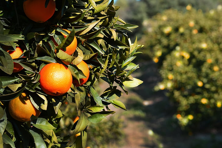 oranssi, hedelmät, puu, Citrus, Ruoka, Espanja, Andalucia