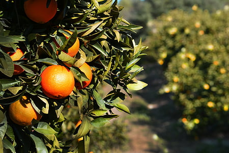 orange, fruits, tree, citrus, food, spain, andalucia