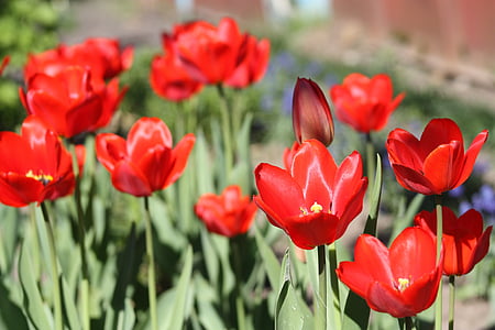 tulips, tulip, flower, spring, nature, red, garden flower
