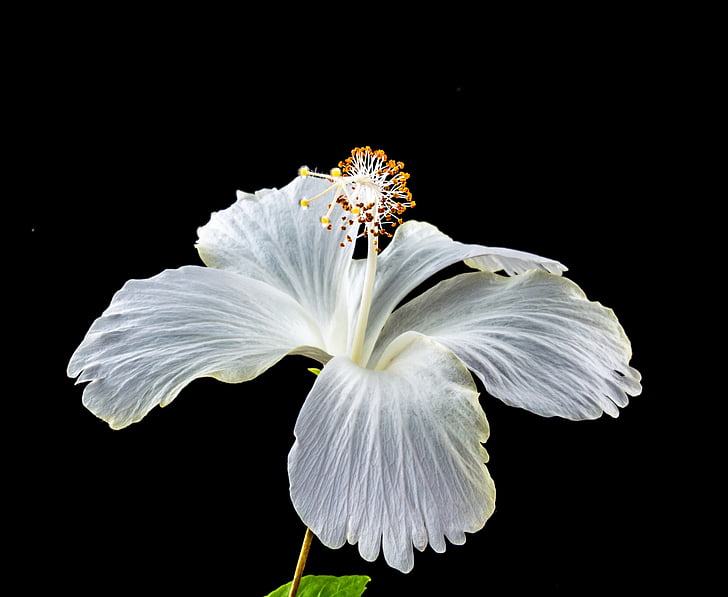 Hibiscus, floare, floare, floare, alb, nalba mare, nalba