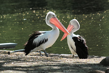 pelikan, bird, water bird, waterfowl, birds, clean, pelican
