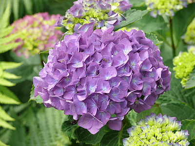 hortensie, violet, floare, natura