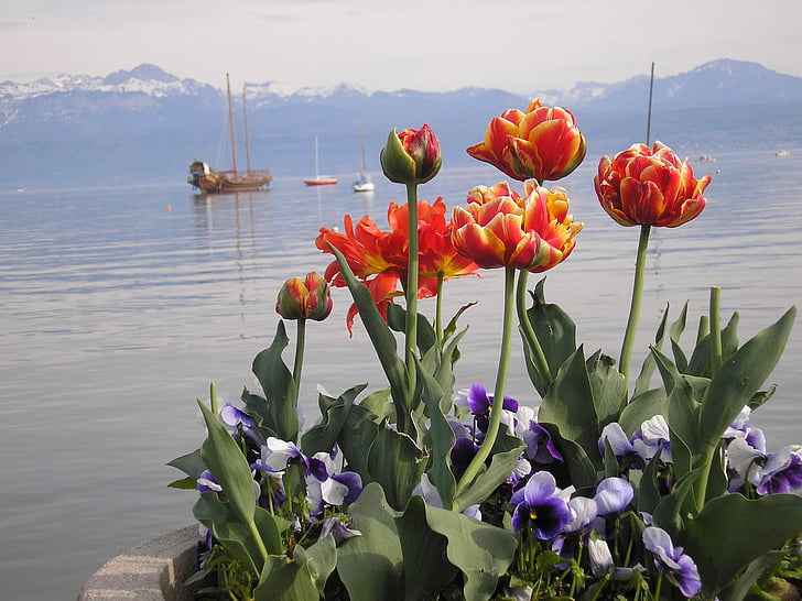 lake geneva, tulips, may, galley, morges, nature, flower