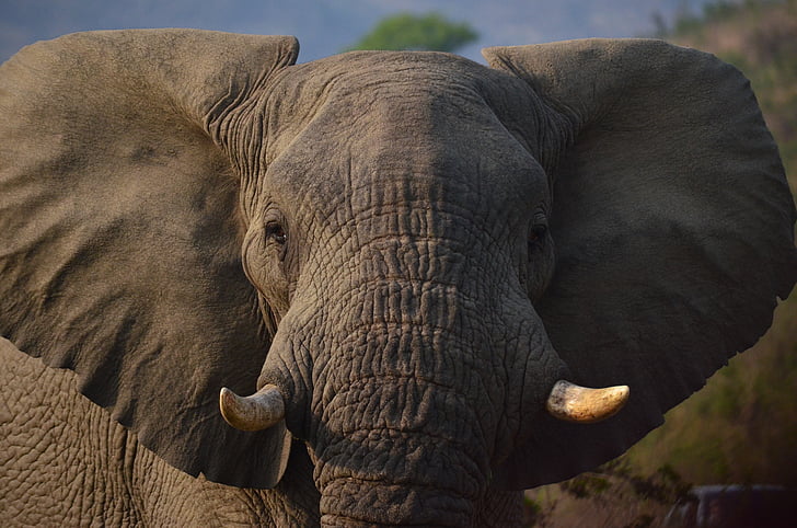 éléphant, l’Afrique, savane, Afrique du Sud, animaux à l’état sauvage, faune animale, un animal