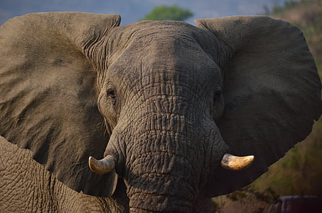 ช้าง, แอฟริกา, สะวันนา, แอฟริกาใต้, สัตว์ในป่า, สัตว์ป่าสัตว์, สัตว์ตัวเดียว