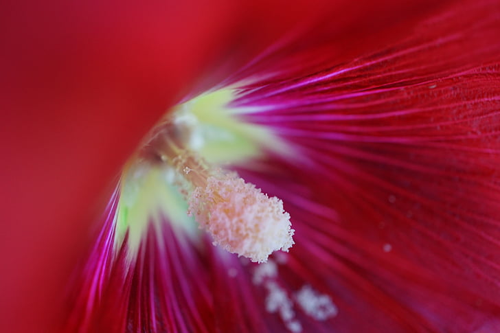 Hibiscus, rojo, macro, flor, floración, flor