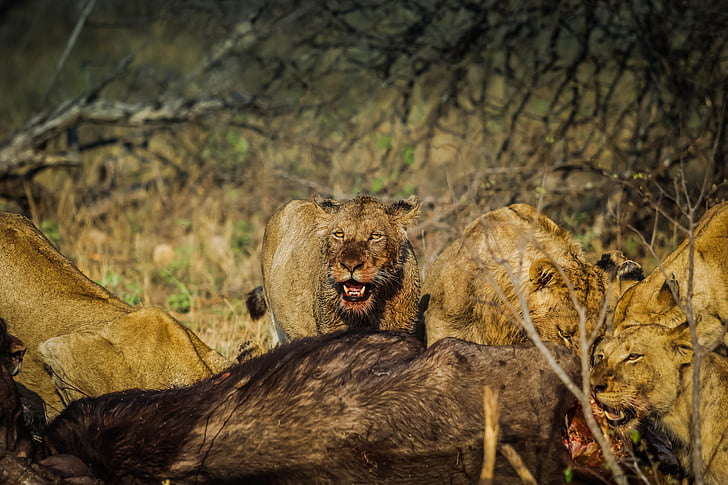 Lions, sesalec, prosto živeče živali, mačji, lev, dnevno, Predator