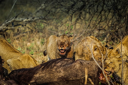 Lions, mammifero, fauna selvatica, felino, Leone, giorno, Predator