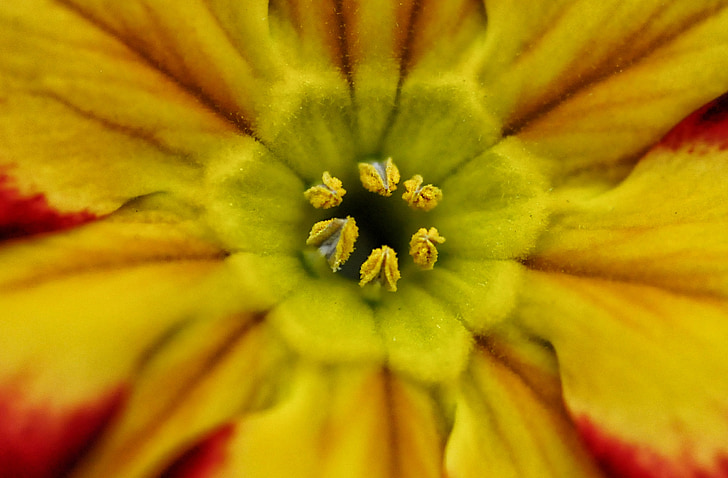 flower, plant, garden, anemone, stamen, nature, close-up