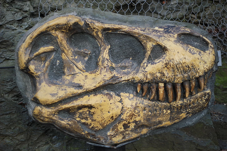 Тираннозавр, кость, Ископаемые, раскопки, Археология