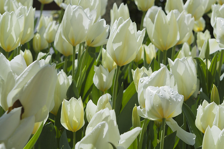tulipány, bílá, Flora, zahrada, jaro