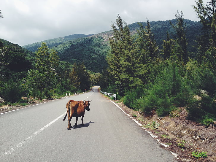 brown, cow, concrete, road, daytime, animal, animals