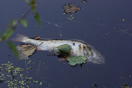 død fisk, dammen, przyducha, økologi, døde