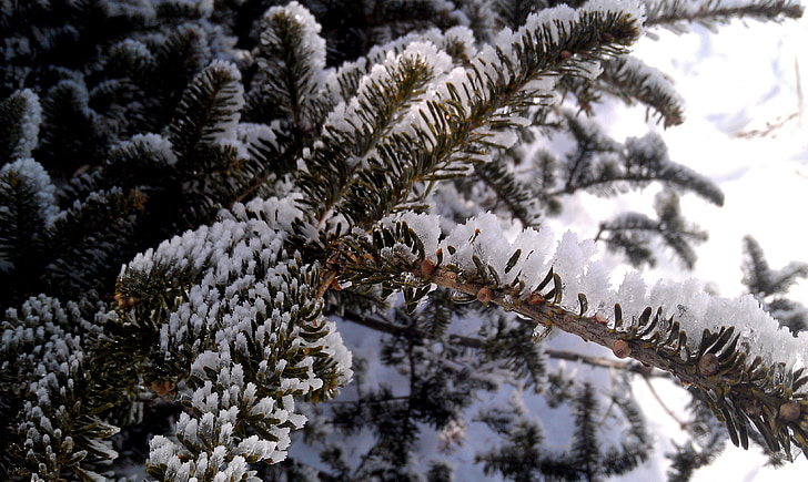 vinter, Pine, Ice, snö, träd, vinter träd, kalla