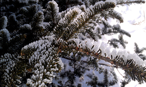 winter, pine, ice, snow, tree, winter trees, cold